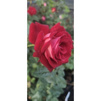 Róża szczepiona NA PNIU BLOOD RED